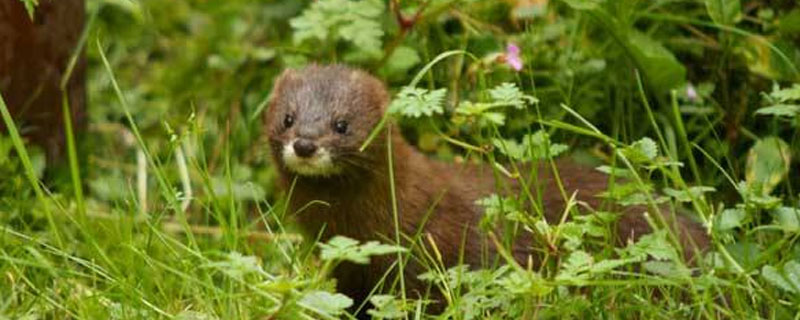 水貂的饲养方法（水貂养殖要点）