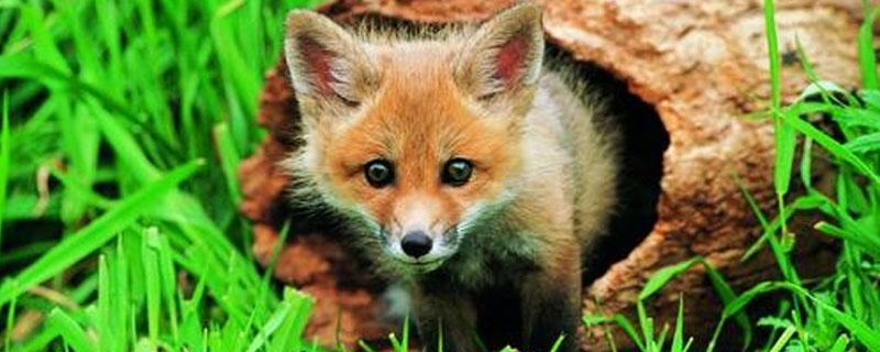 狐狸会游泳吗 狐狸会游泳吗百度百科