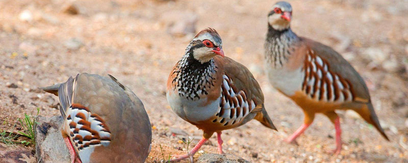 鹧鸪不吃东西怎么办 小鹧鸪不吃饲料怎么办