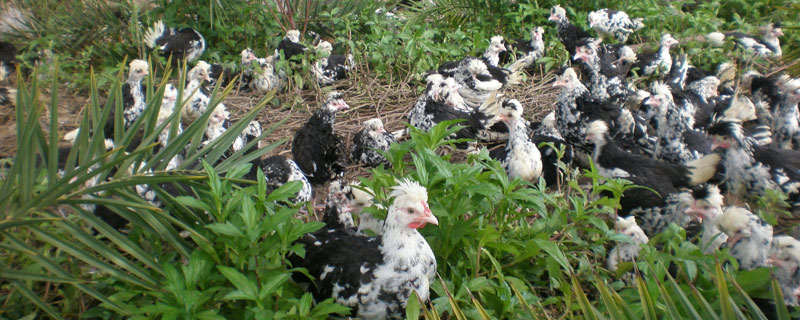 贵妃鸡喜欢吃什么（贵妃鸡喜欢吃什么草）