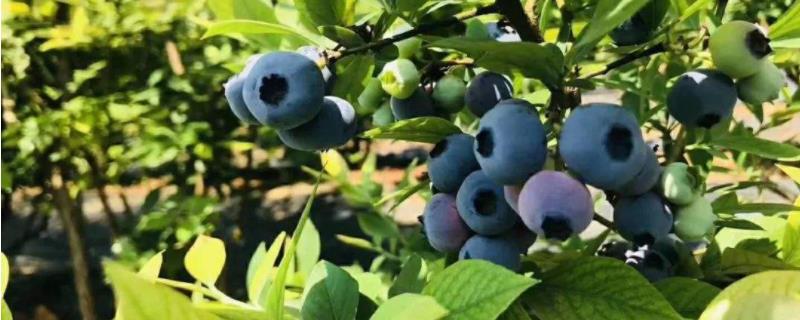 蓝莓生长在哪个地区，是什么颜色的（蓝莓生长在什么样的环境）