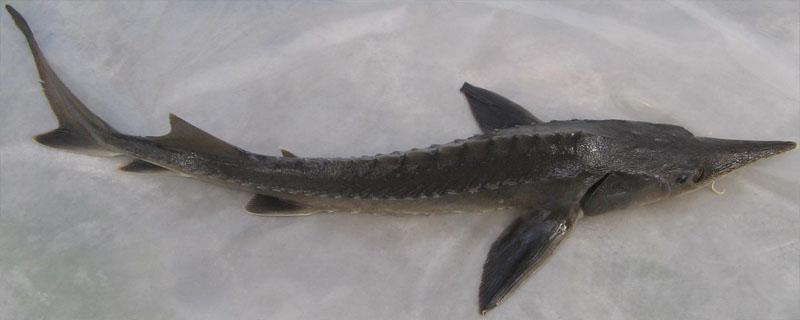 鲟鱼是中华鲟吗 中华鲟是鲟鳇鱼吗