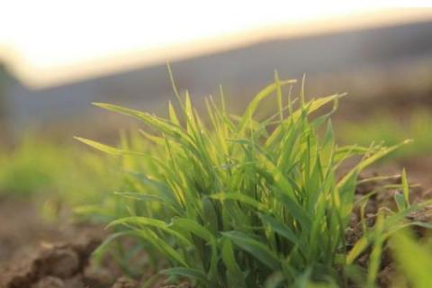 秧苗生长需要什么环境,秧苗什么时候成熟