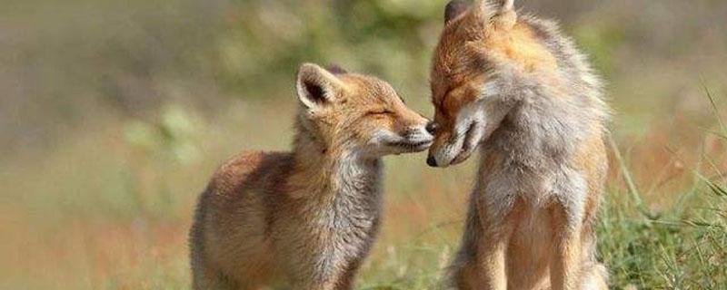 狐狸会咬人吗 从小养的狐狸会咬人吗