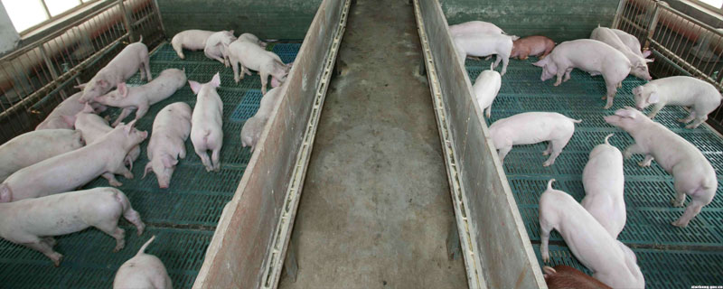 猪得了非洲猪瘟多久死 非洲瘟猪一般几天死亡