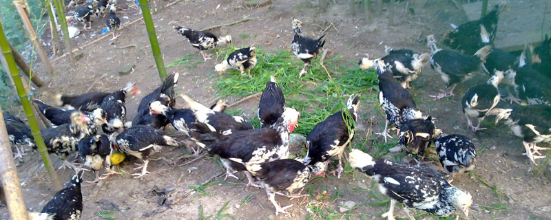 贵妃鸡产蛋量怎么样（贵妃鸡的产蛋量）