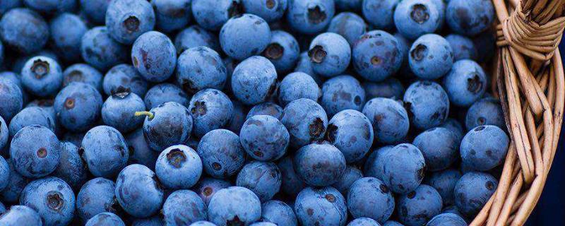 蓝莓北方能种活吗（蓝莓北方能种植吗）