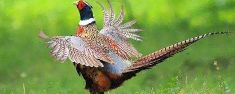 野鸡孵化多少天（野鸡孵化多少天喷水）