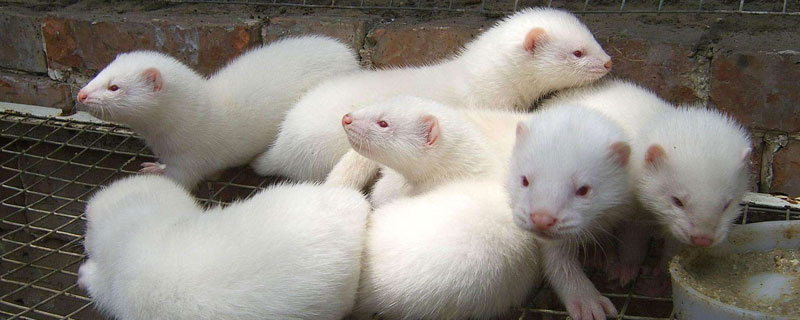 水貂会游泳吗 宠物貂会游泳吗