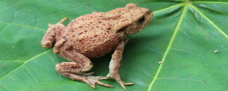 蟾蜍中毒的临床表现（蟾蜍 中毒）