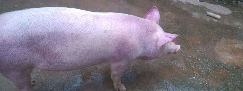 一个猪感染了非洲猪瘟，其它全部会感染吗