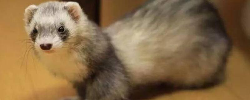 水貂是保护动物吗 宠物貂是保护动物吗