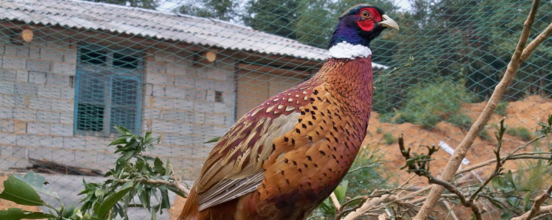 山鸡怎么去毛 山鸡毛怎么拔