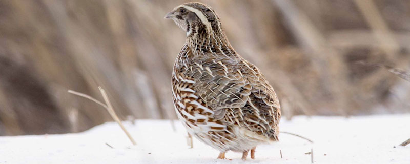 鹌鹑孵化温度 鹌鹑孵化温度湿度