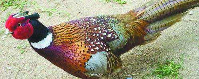 山鸡好养吗 山鸡好养活吗