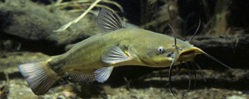 鲶鱼路亚用什么饵 鲶鱼路亚用什么饵最好