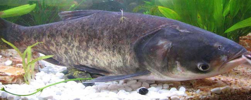 花鲢喂什么饲料(花鲢喂什么饲料好)