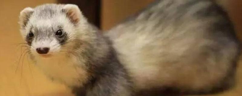 水貂病毒性肠炎特征（水貂细小病毒性肠炎的主要症状为）