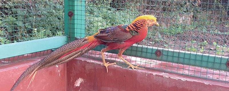 野鸡孵化多少天出壳 野鸡孵化多少天出壳公鸭