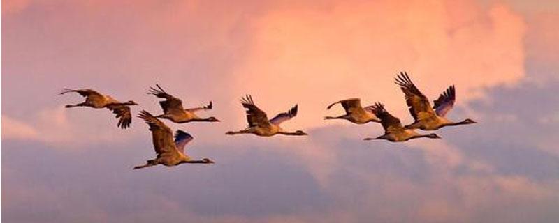 大雁鹅怎么区分公母（雁鹅怎么看公母）