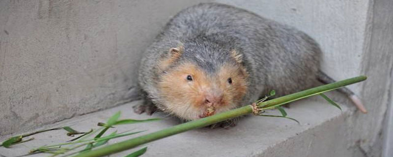 竹鼠咬人需要打针吗 竹鼠咬人吗?