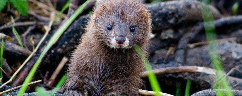 水貂是什么 水貂是什么科