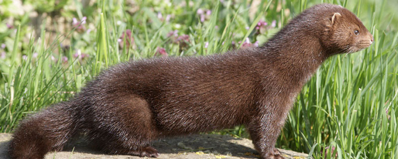 水貂会认主人吗 水貂认主人吗?