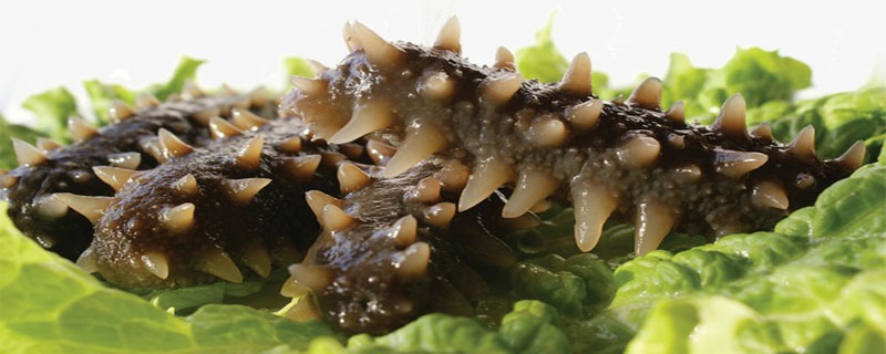 海参去腥的方法 发好的海参去腥的方法