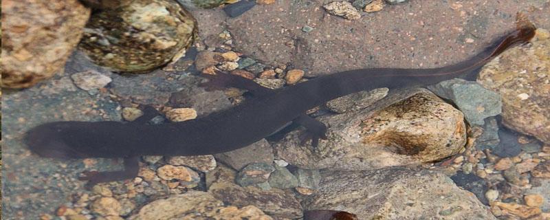 娃娃鱼在水库能活吗 娃娃鱼如果不在水中能活多久