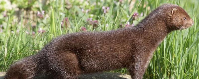 水貂为什么那么臭 水貂很臭吗