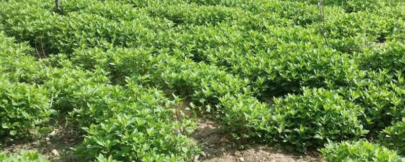 大雁草农村叫什么 大雁草长什么样