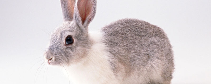 野兔每年产几窝 野兔一般一窝产几个