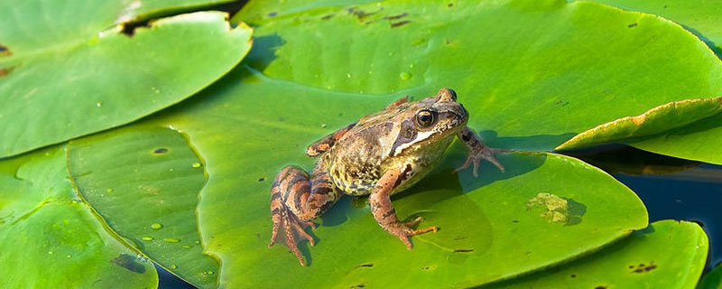 青蛙蝌蚪和蛤蟆蝌蚪的区别 青蛙的蝌蚪和癞蛤蟆的蝌蚪有什么区别?