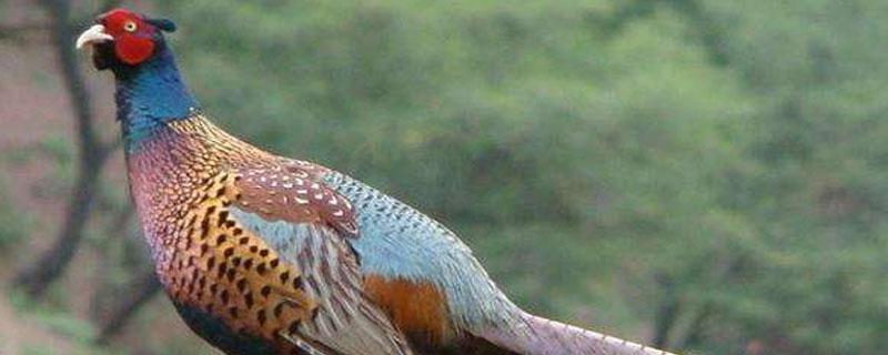 山鸡孵化温度 山鸡孵化温度和湿度