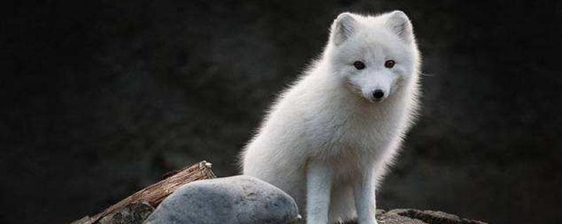 狐狸怕什么动物 什么最怕狐狸