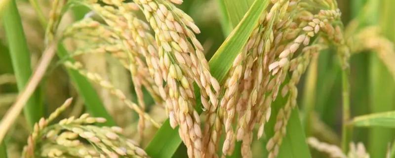 龙粳3040水稻新品种，附简介 龙粳3013水稻新品种