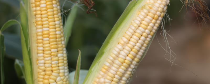 玉米开花期下雨能授粉吗，开花到成熟需要多久