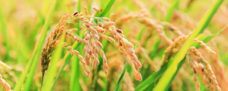 水稻要施几次肥料，怎么施肥 水稻基肥什么时候施肥