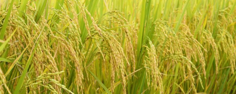 吉农大673水稻品种介绍（吉农大668玉米种子简介）