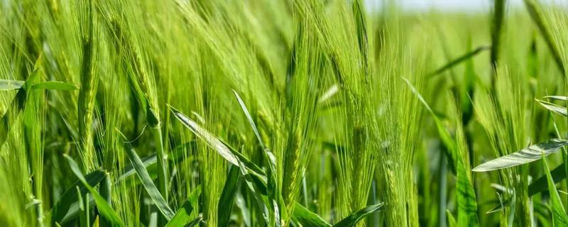 芸苔素能拌麦种吗，麦种是怎么培育的