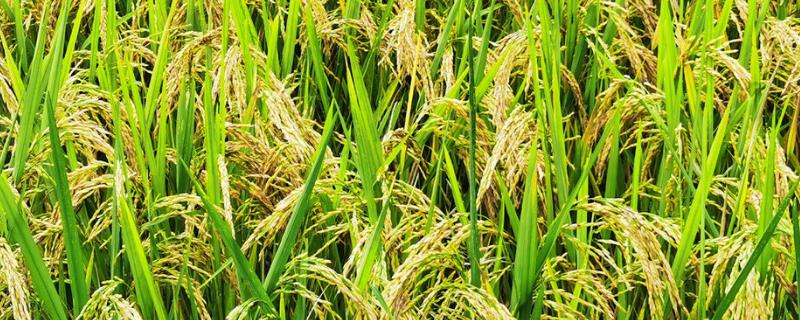 水稻破口期需要水吗，用什么药增产 水稻破口期如何管理