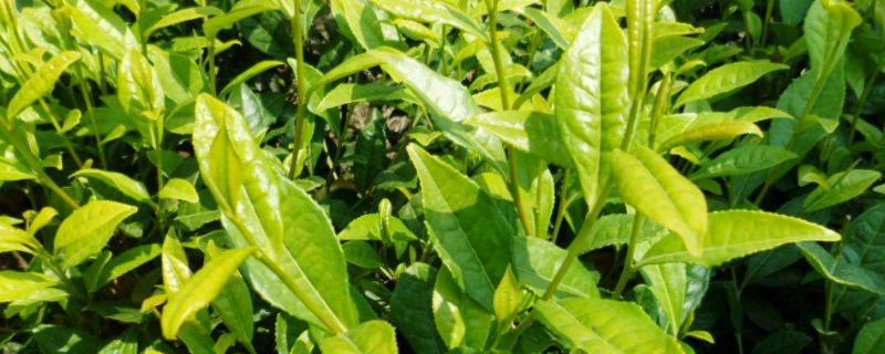 给茶树施什么肥，怎么种植和管理