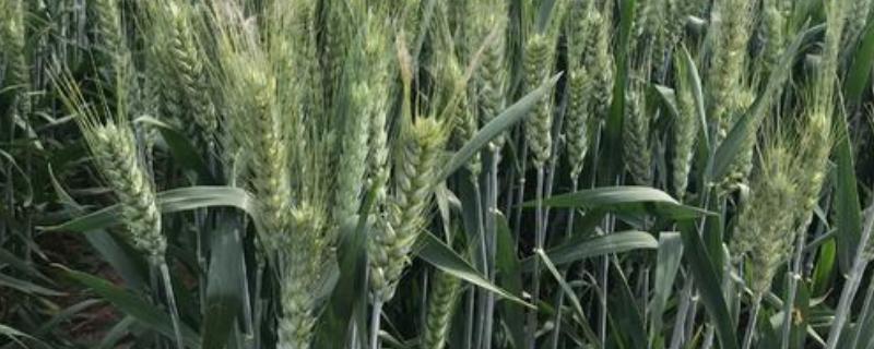 泛麦5号小麦品种介绍（泛麦10号小麦种）