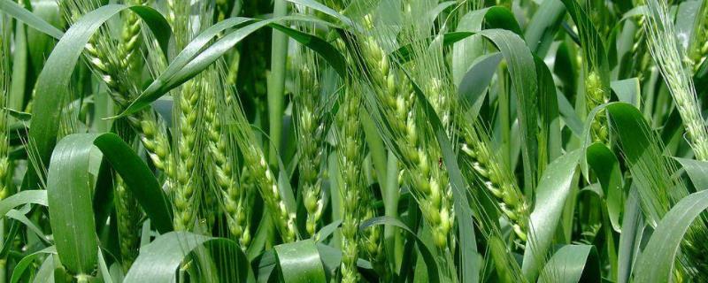 弱春性高产小麦品种 弱春性高产小麦品种有哪些