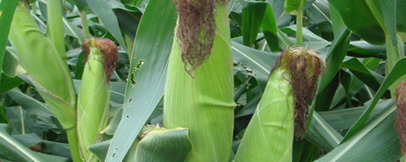 抗锈病的玉米品种（抗锈病的玉米品种活杆成熟玉米活杆成熟玉米）