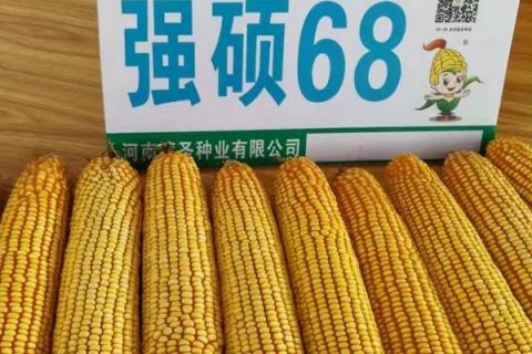 粉轴玉米种子高产品种