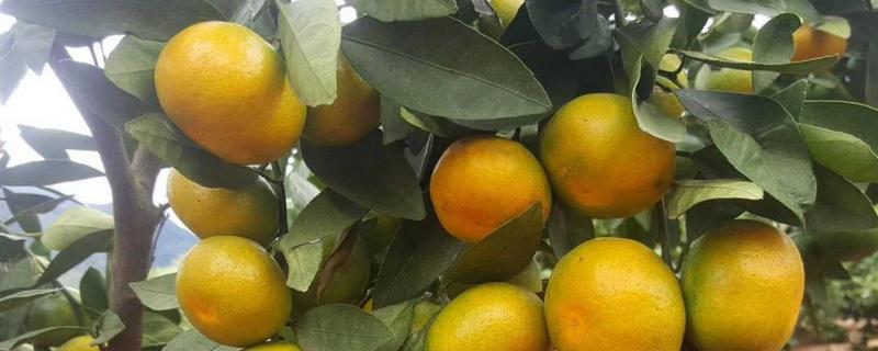 7月成熟的早熟柑橘 7月成熟的早熟柑橘叫云南什么柑?