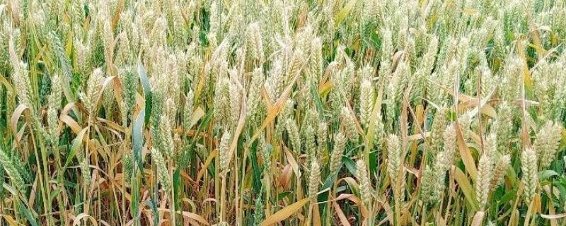 超高产小麦品种1800斤（超高产小麦品种1800斤众信麦998）