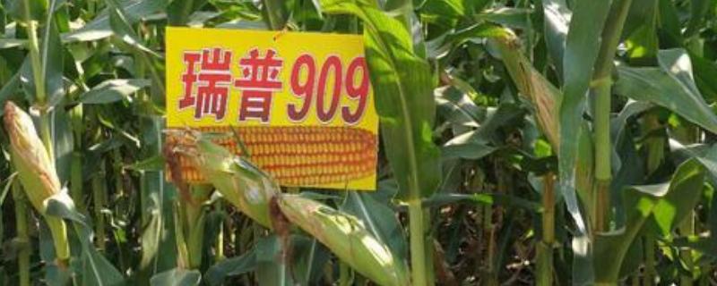 瑞普909玉米品种特征特性，附简介（瑞普909玉米种子简介绍）