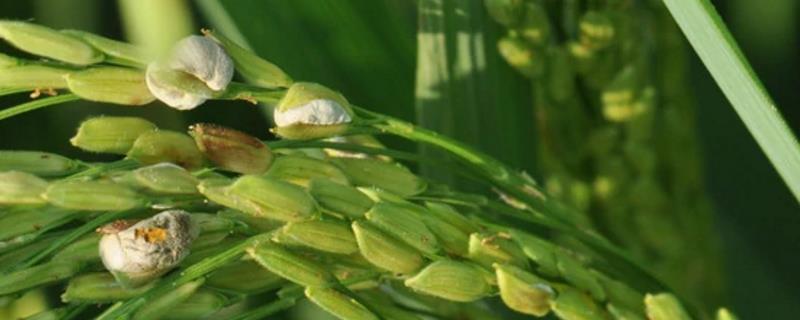 水稻稻曲病发病原因，如何防治